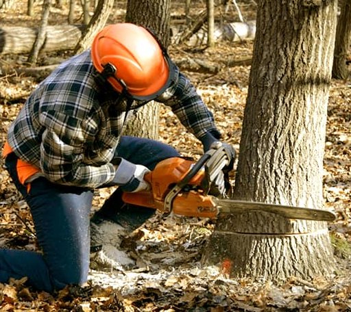 Arborist assessing tree health in Ohio